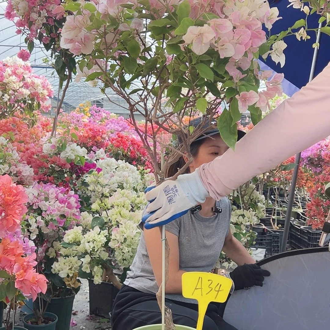 乐***悠大部分花苞少量开放A34广红樱