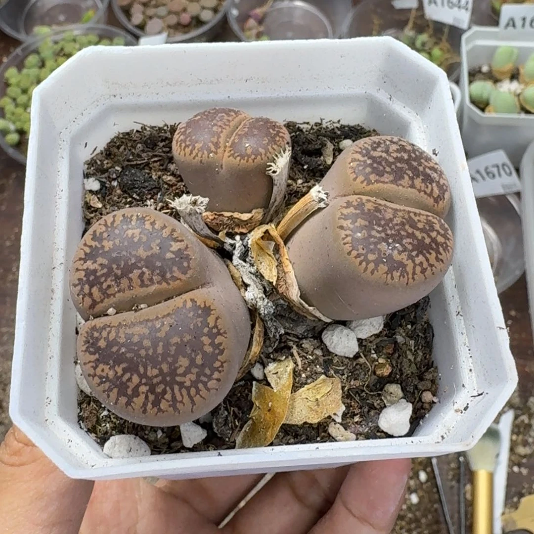 1675 生石花和肉锥