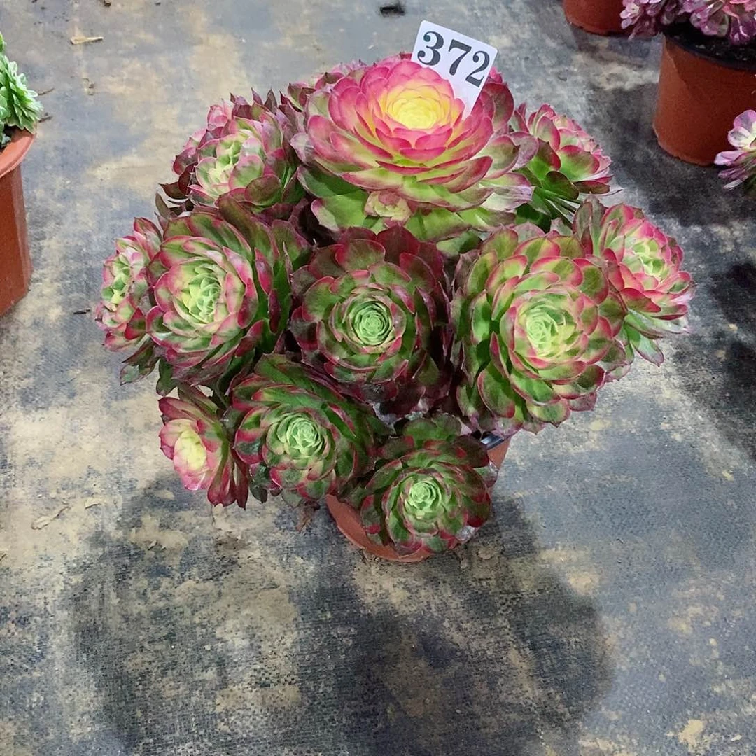 剁**乐海王372多肉法师植物