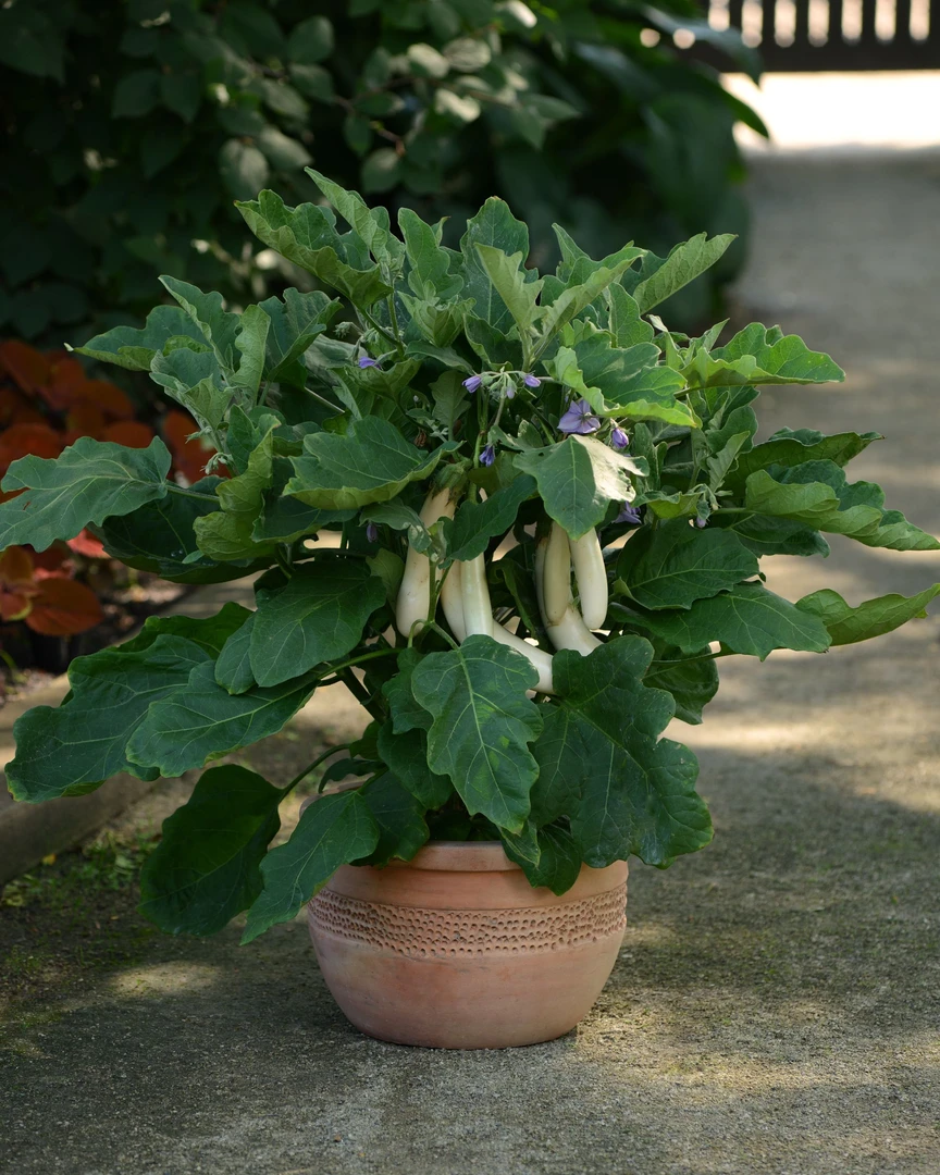 盆栽食用茄子四季开花适合阳台庭院种植