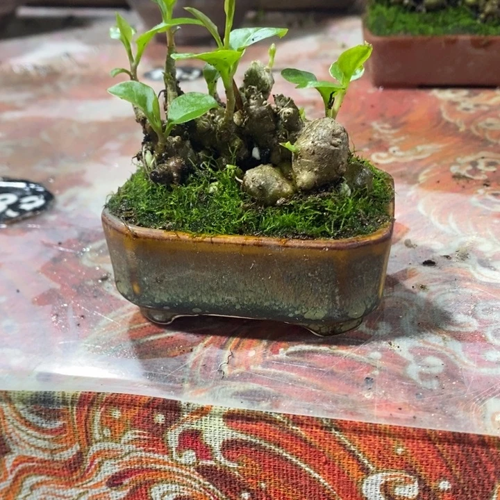 ****飞无花朵退款拉黑一物一拍94