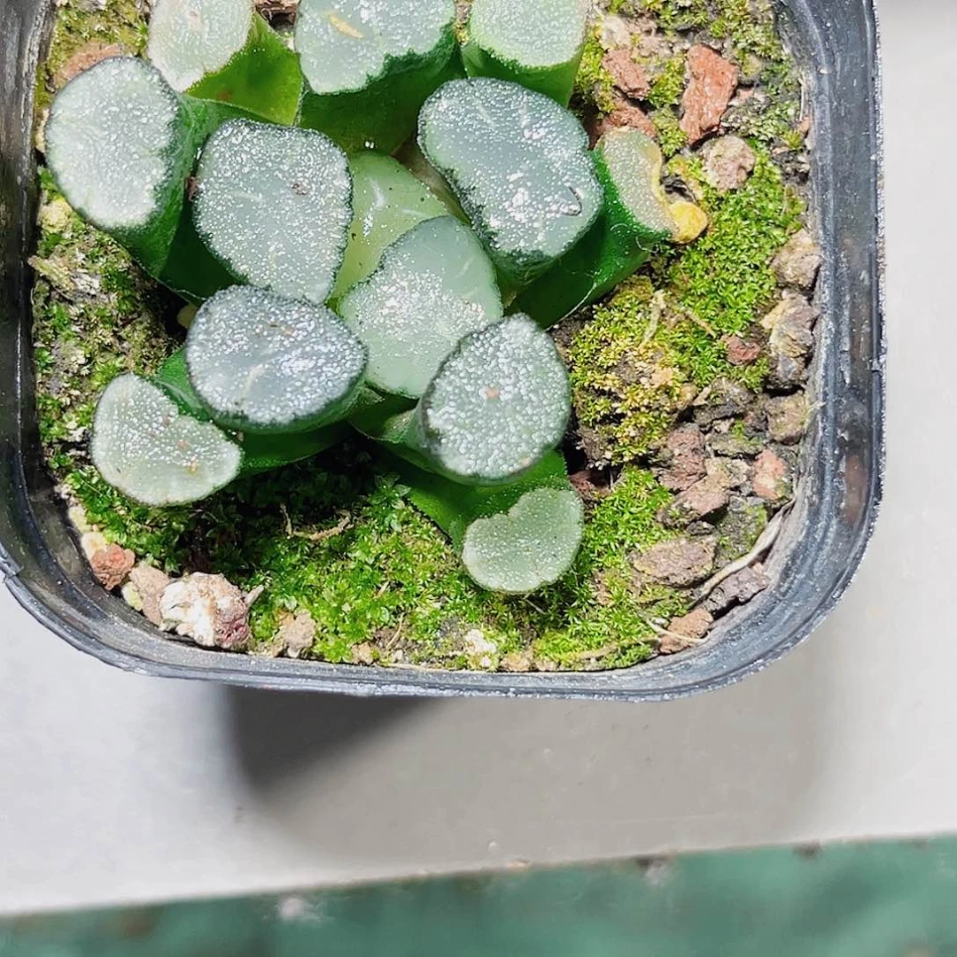 天照万象多肉植物66666