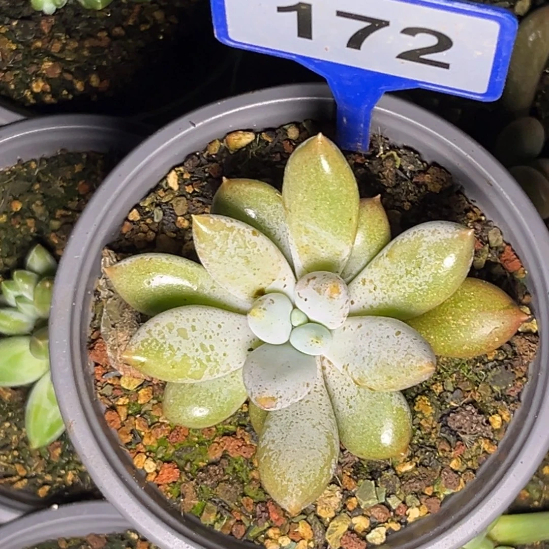 多肉植物红体哥特172