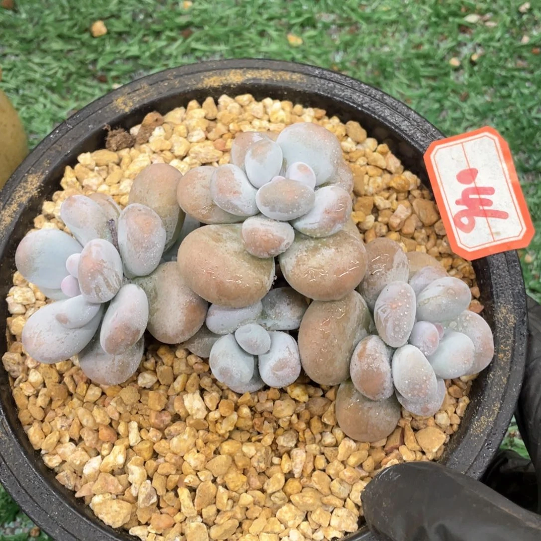 046 一物一拍28包邮非偏远