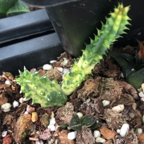 多肉植物锦多肉植物