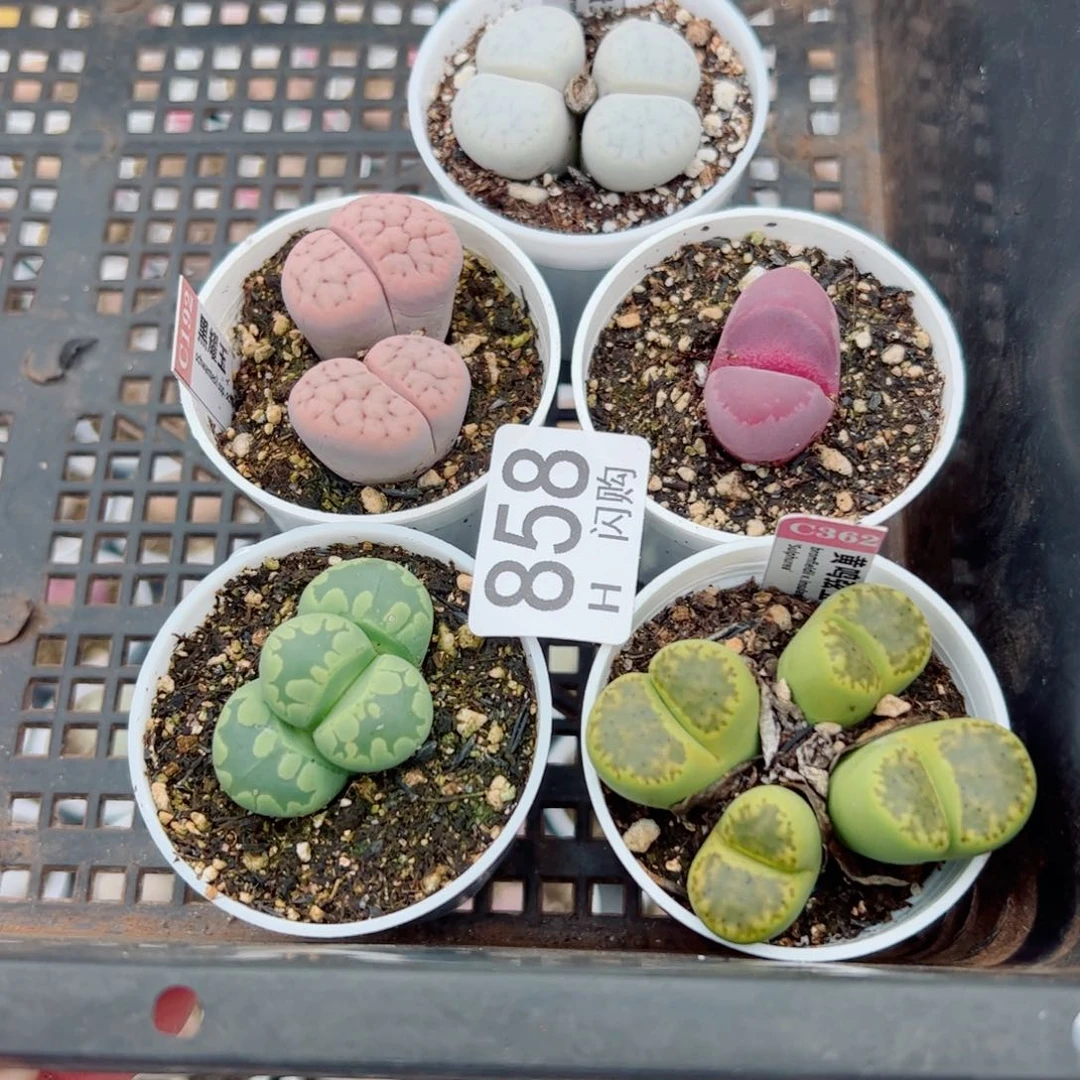 无花朵巨****笑我很喜欢这个H858