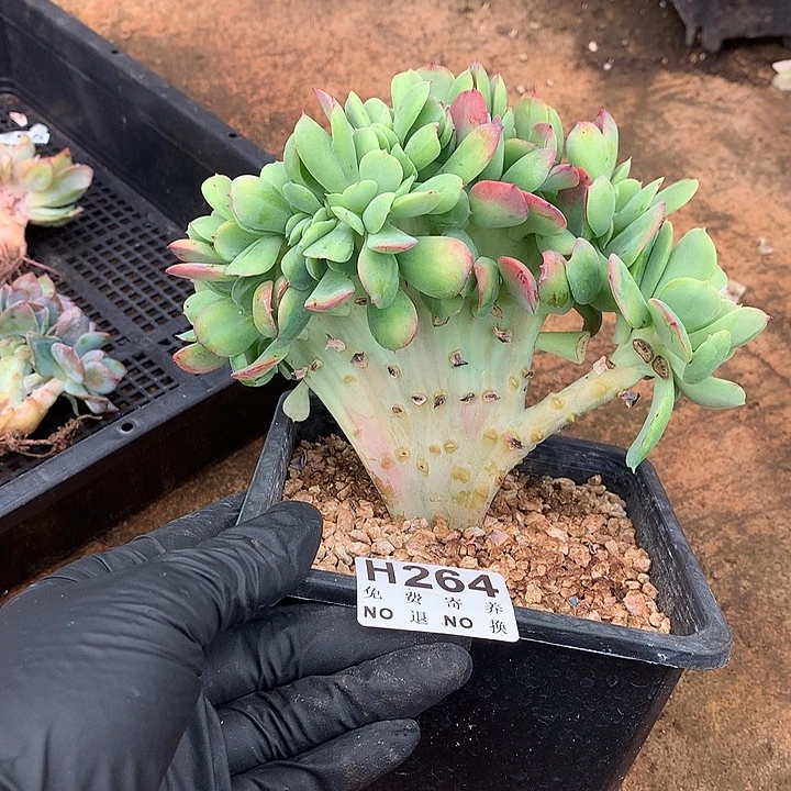 红颜容缀化  非偏远38包邮 节后发