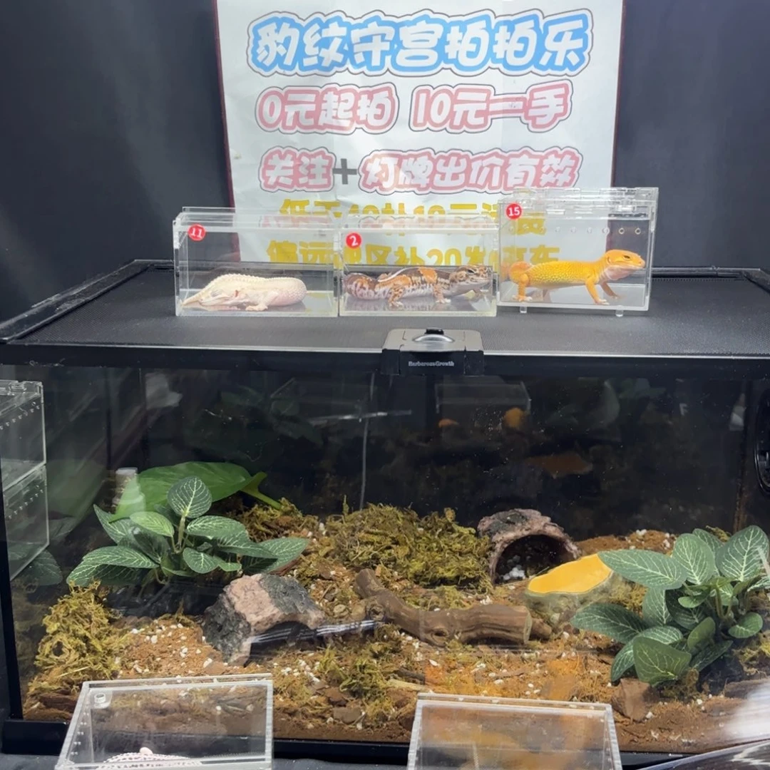 全套饲养设备+豹纹守宫5选一