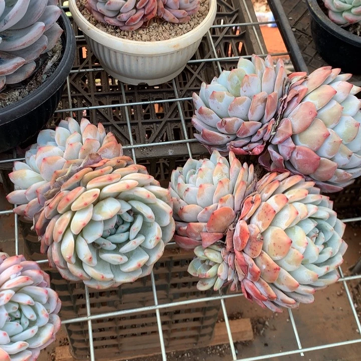 双头老桩橙子两单包邮
