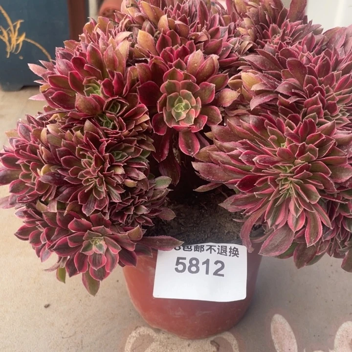 5812，粉女神缀不包邮