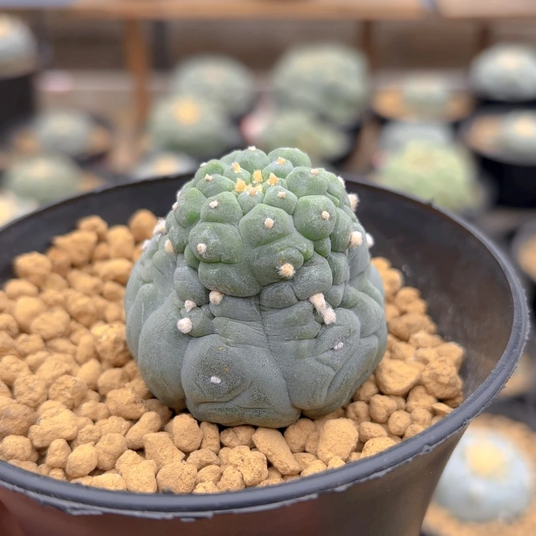 奇异g g g g g g g g g