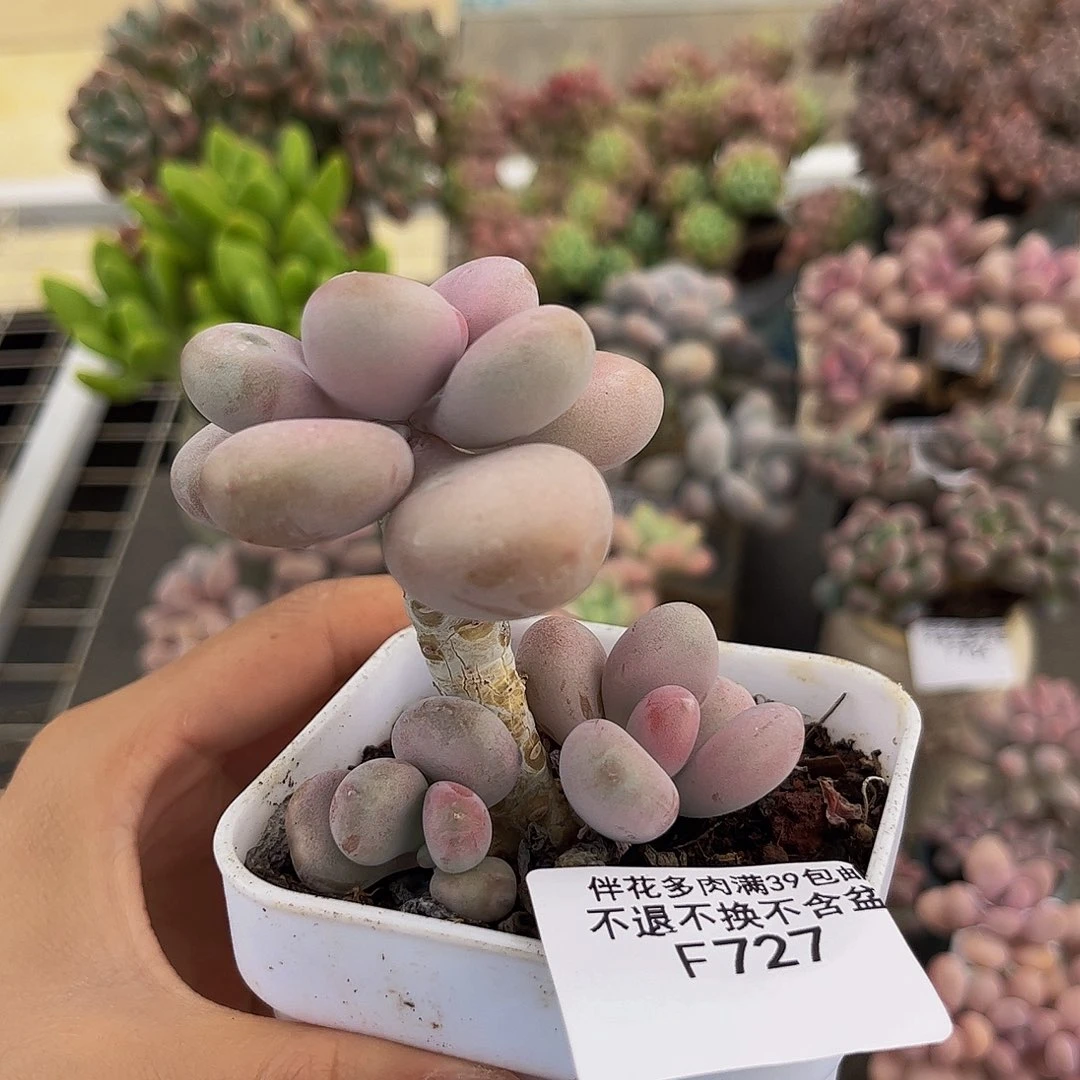 727-腰子桃蛋多肉4cm