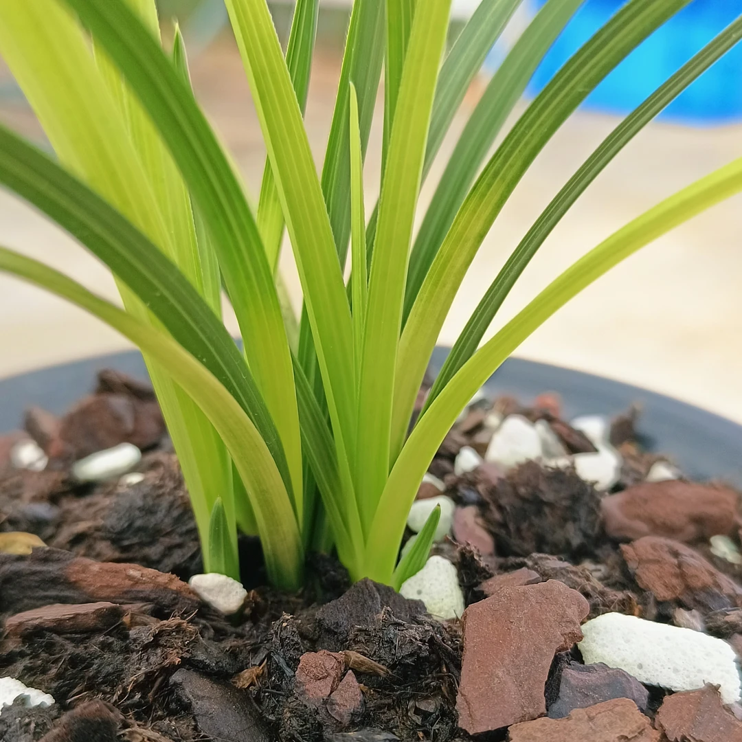 自然养植好养易活浓香蕙兰花卉盆栽