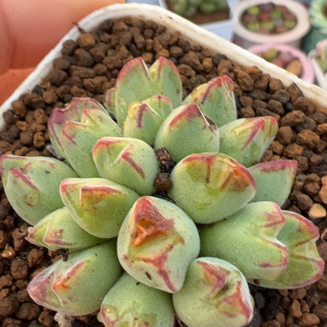 214多肉植物百科丹尼尔猪蹄