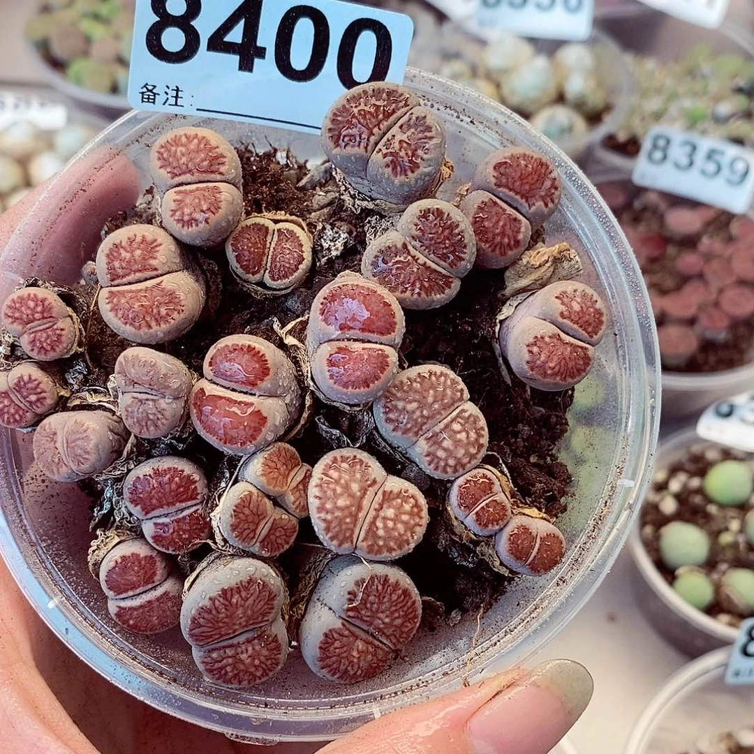 8400菊啦啦快快乐乐