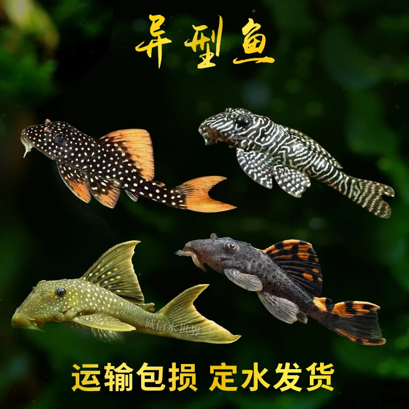 异型鱼热带观赏鱼