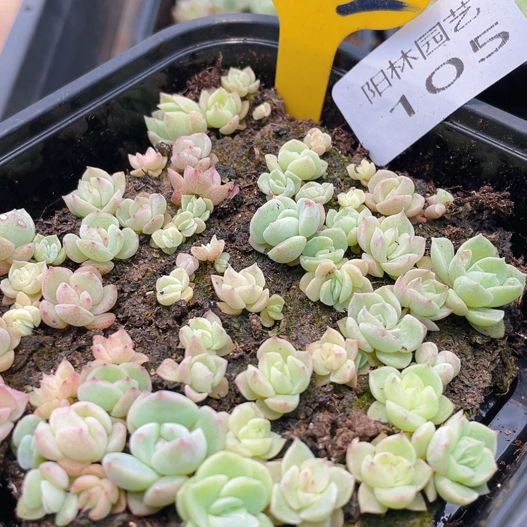 量拍多肉植物多肉植物105