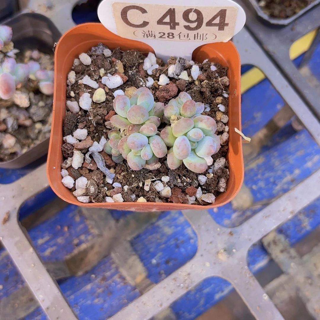C494萤火虫一物一拍