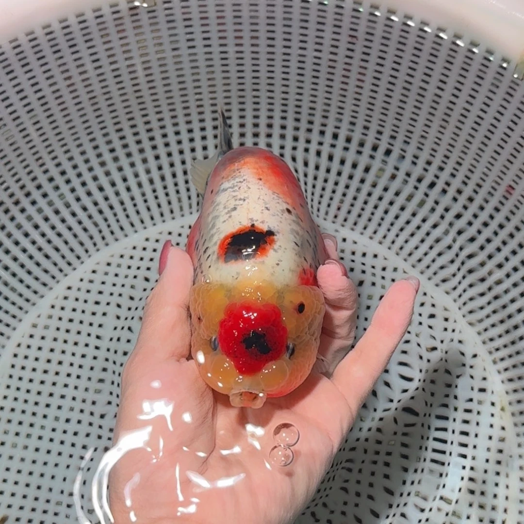 龙睛金鱼高货兰寿兰寿