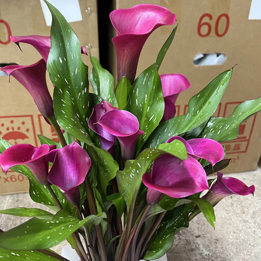 马蹄莲【东京】高货盆栽多年生室内散射光易养护高端花期长