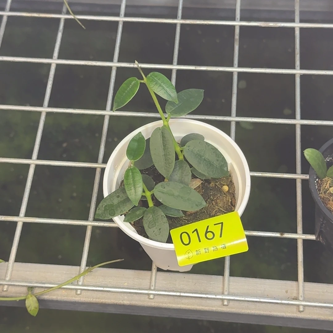 枫***红完全开放0167石生球兰