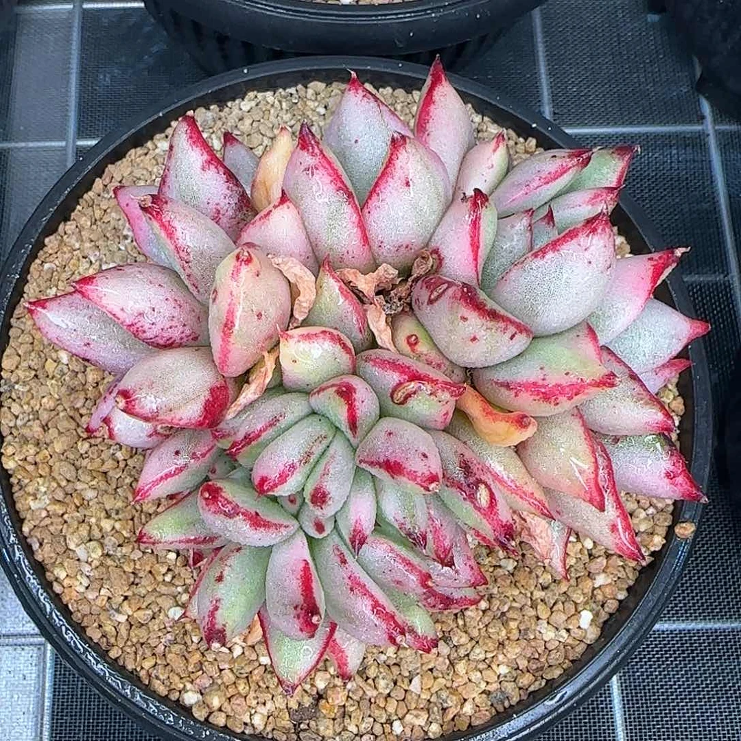 从前慢甄选多肉编号玛丽亚锦缀