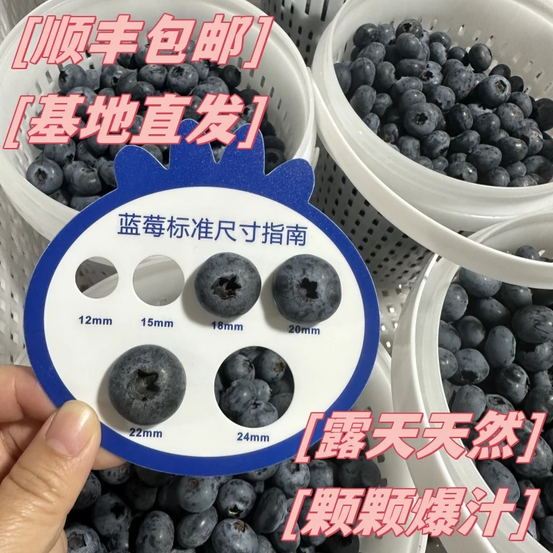 蓝莓星球精选花香爽脆露天天然产地新鲜采摘当季绿色种植蓝莓