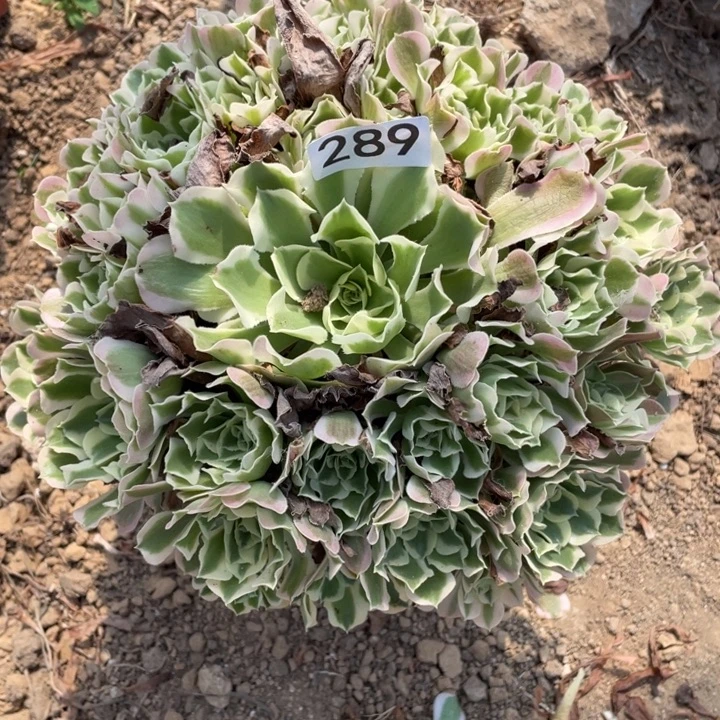 无花朵289多肉植物白凤