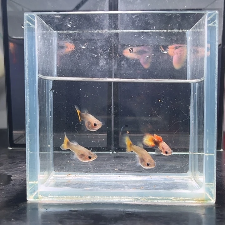 孔雀鱼3母1公野生色玻璃猫4条