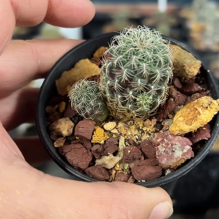 荧光紫沟宝山一颗脱土