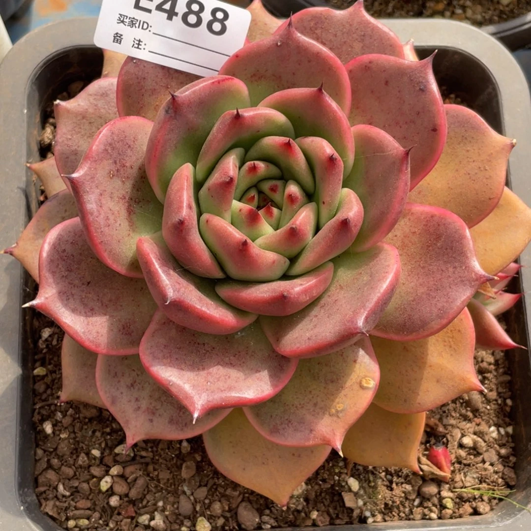 无花朵若如东云单拍E488