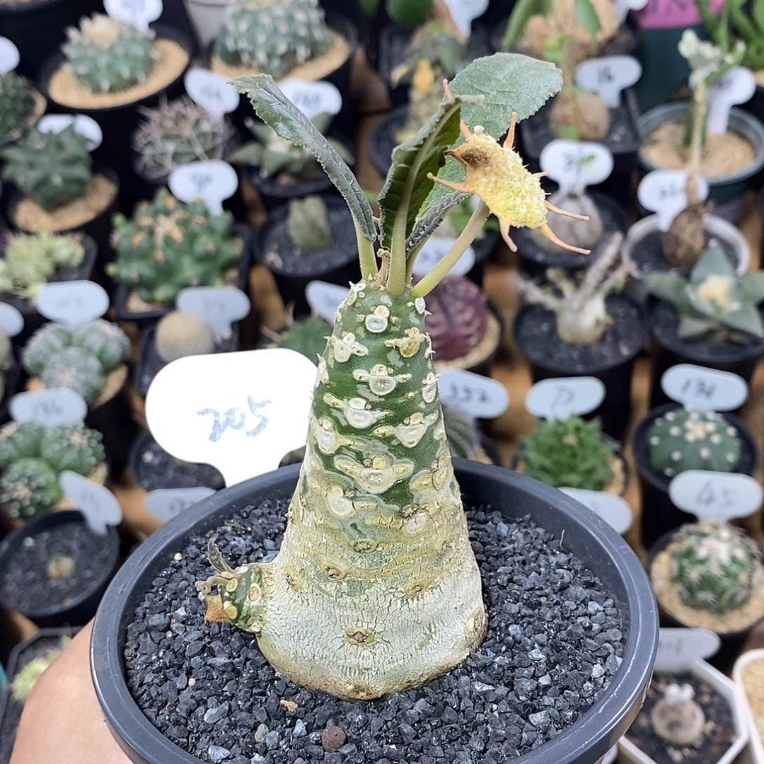 实生白皮琉桑205号5cm