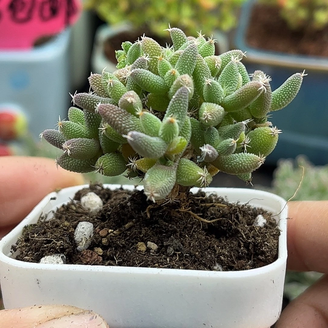 22实生玉米优选枝干番杏