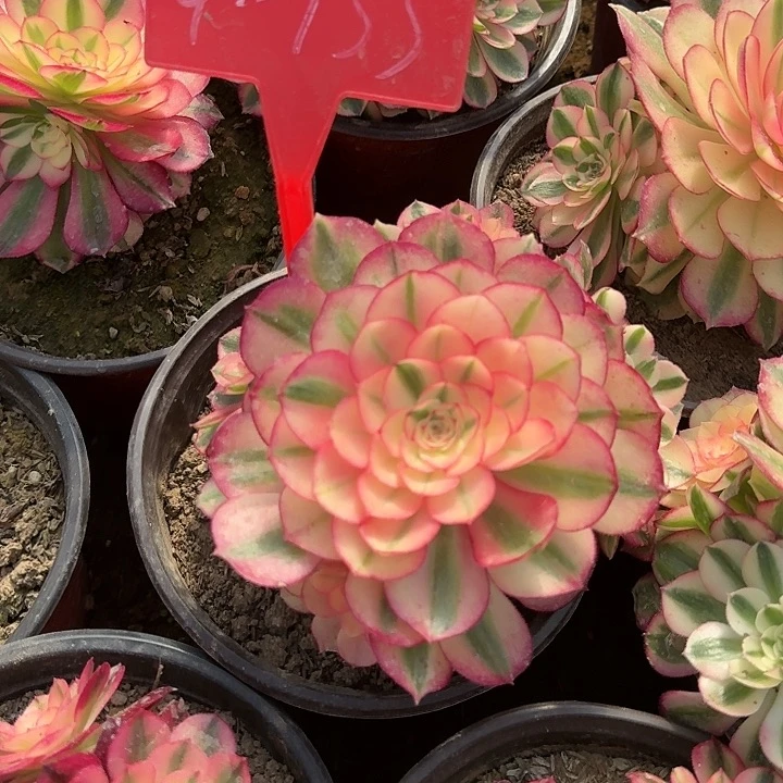 4-133倾城多肉法师