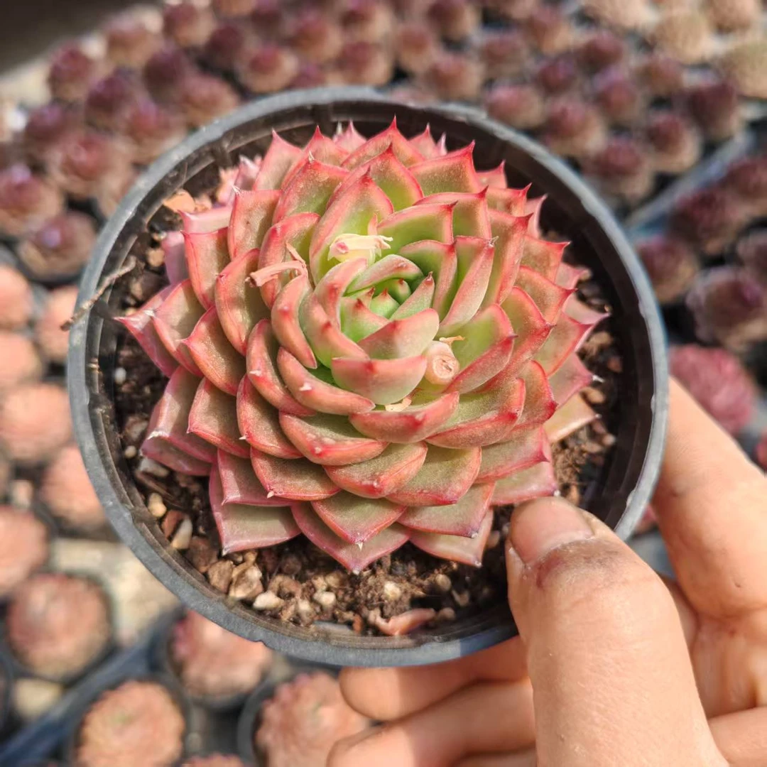 10#曼谷多肉植物    前男友精品多肉SM745