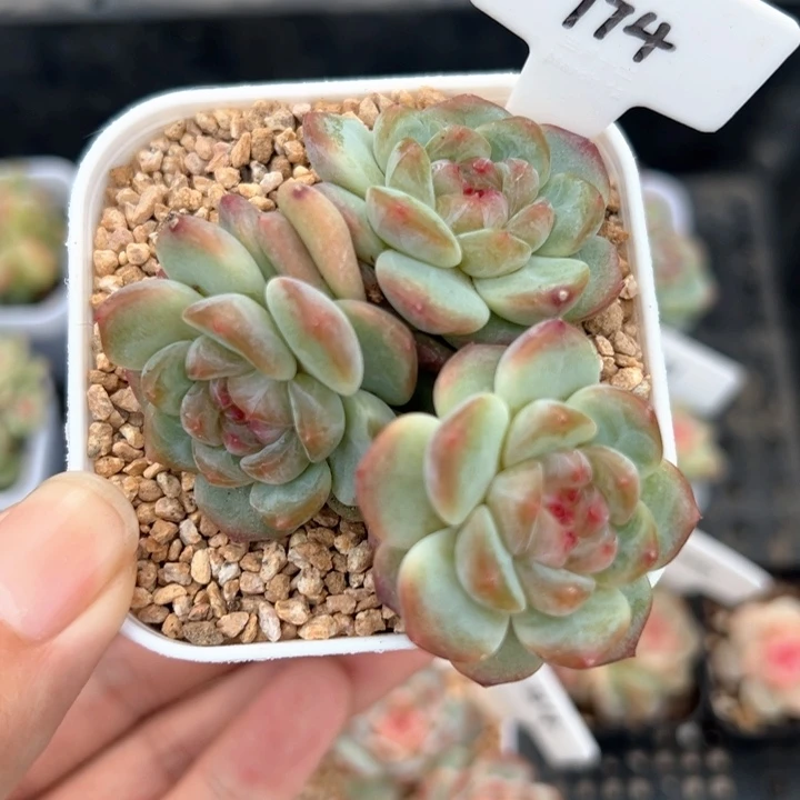 s****c174号樱桃甜心 晗雨多肉