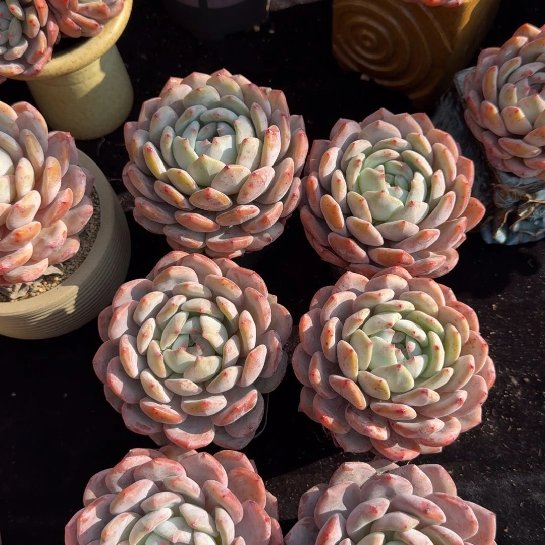 一组6颗，冠幅10公分，没有控的