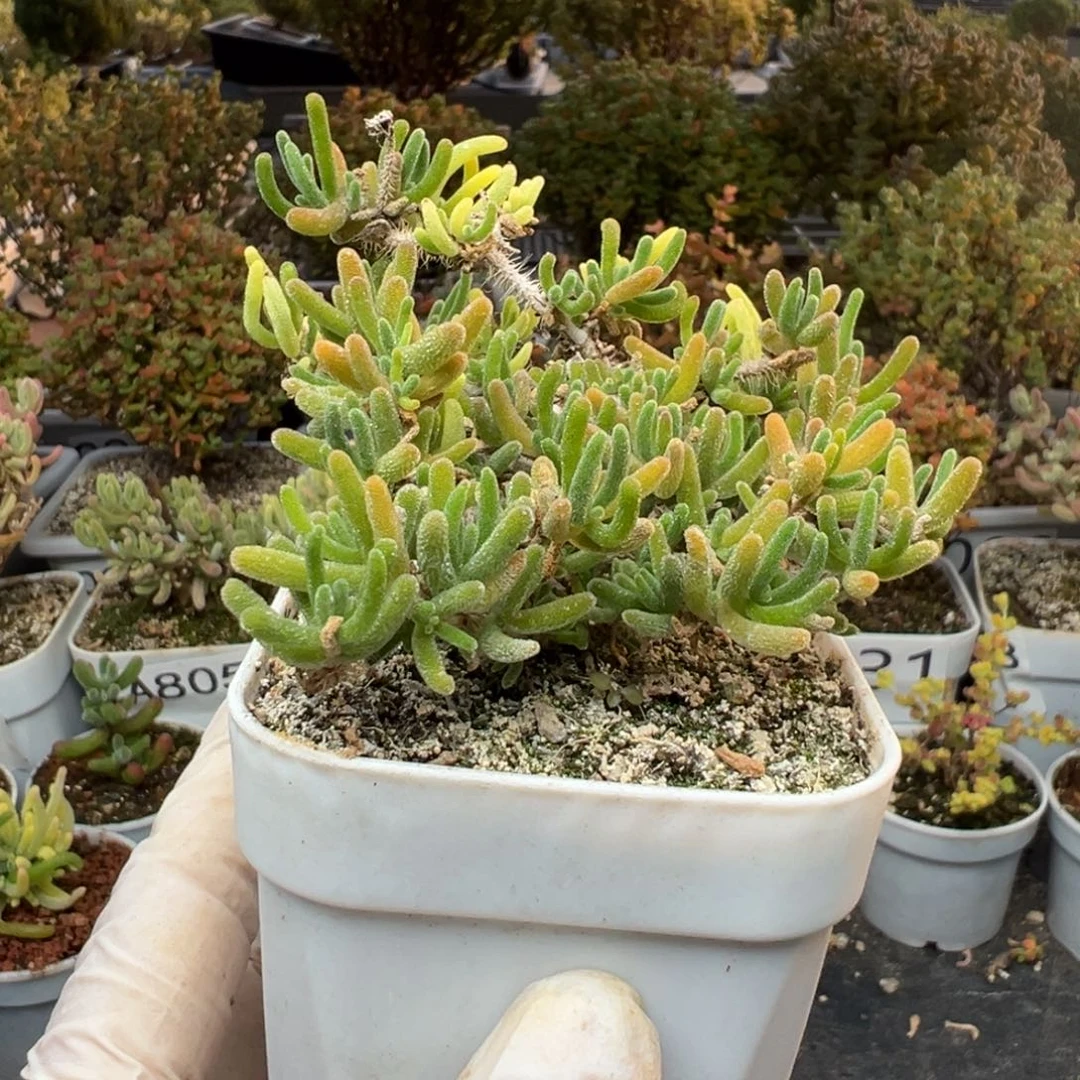 052荧光兔锦枝干一物一拍