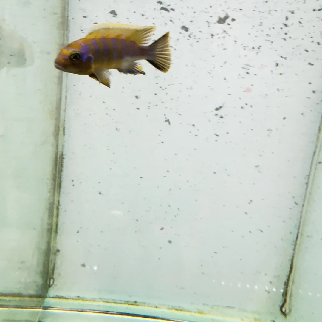 走***福海水643资金麒麟。