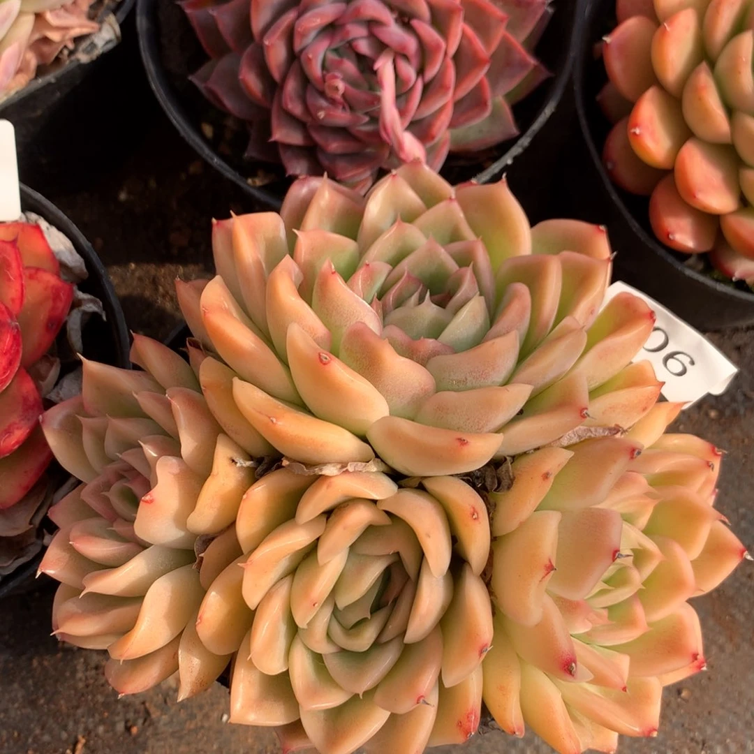 506新年快乐发发发