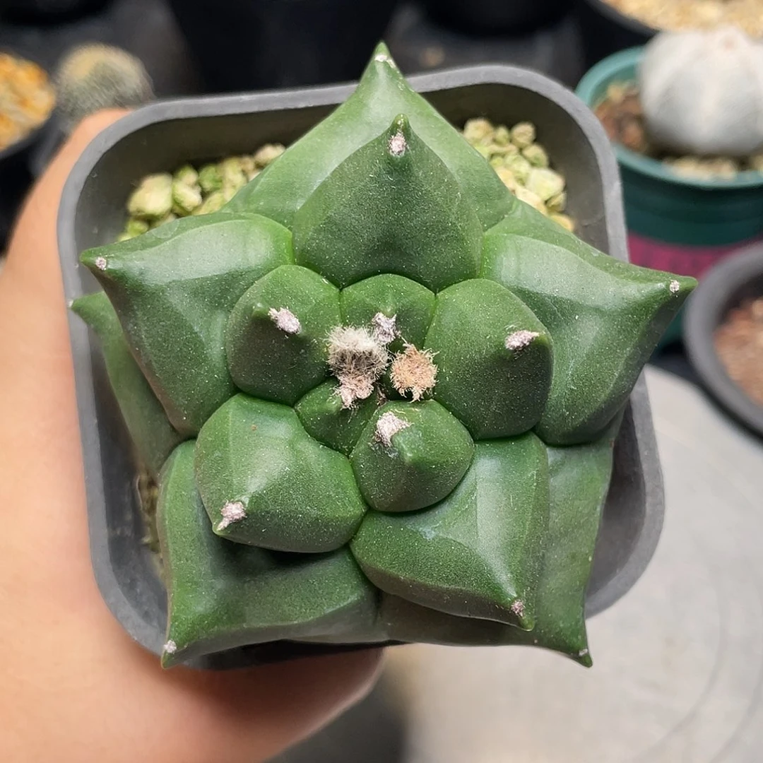 鸾凤玉带盆包邮了