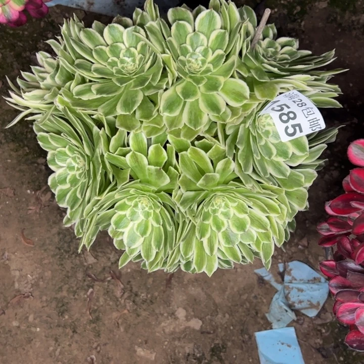 1585碧浪多肉植物