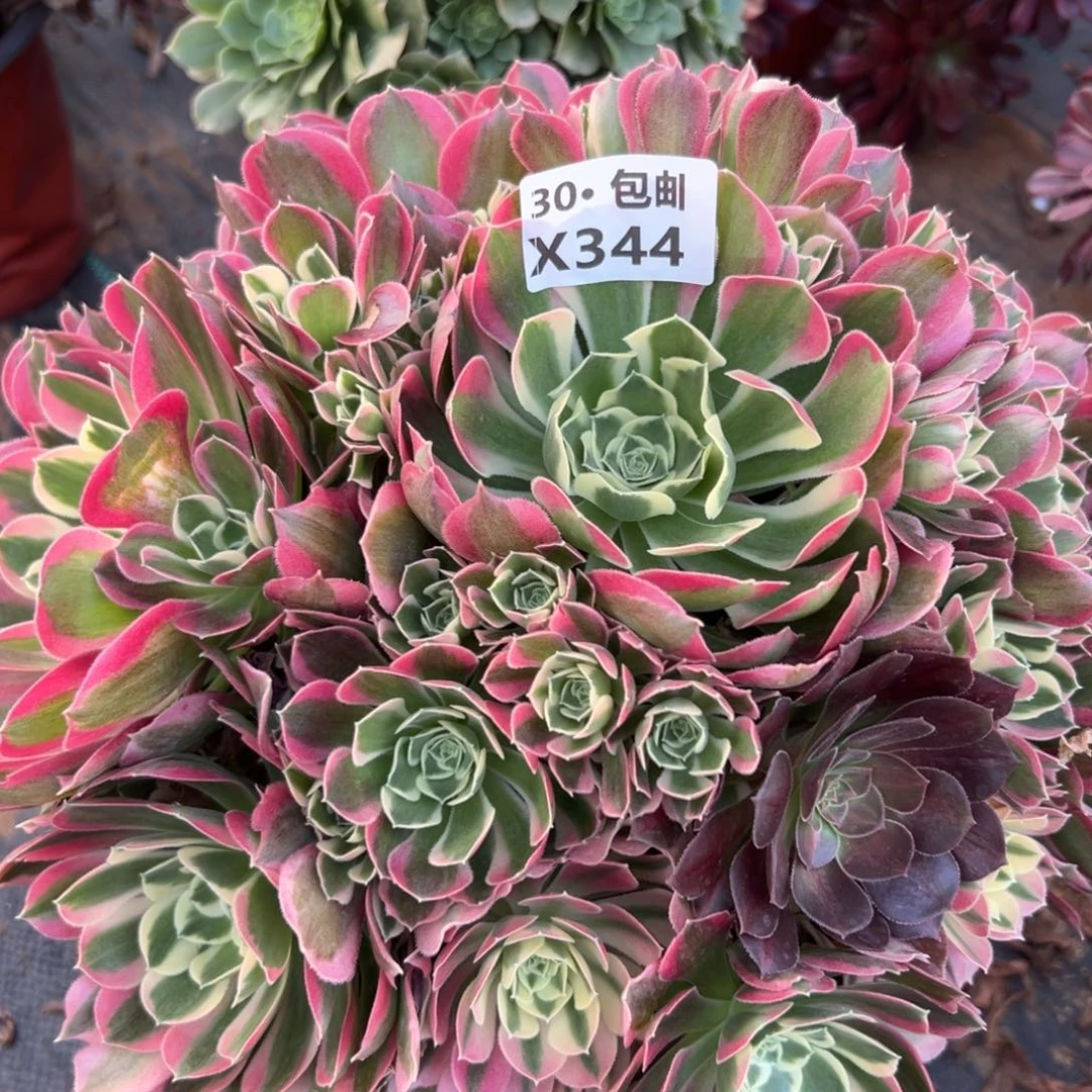 344白凤，多肉法师