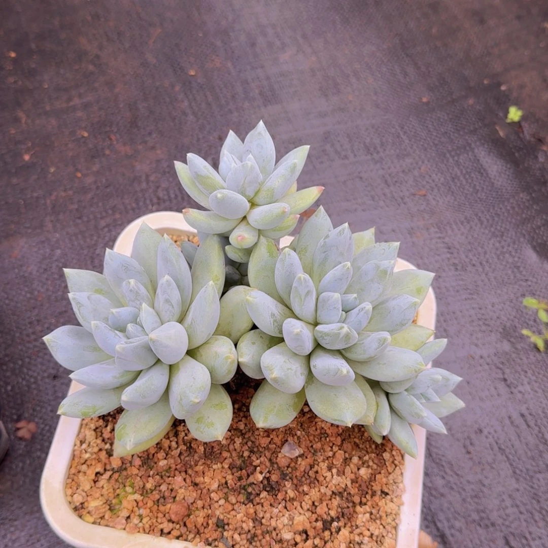 鲤***）多肉植物的植物植物