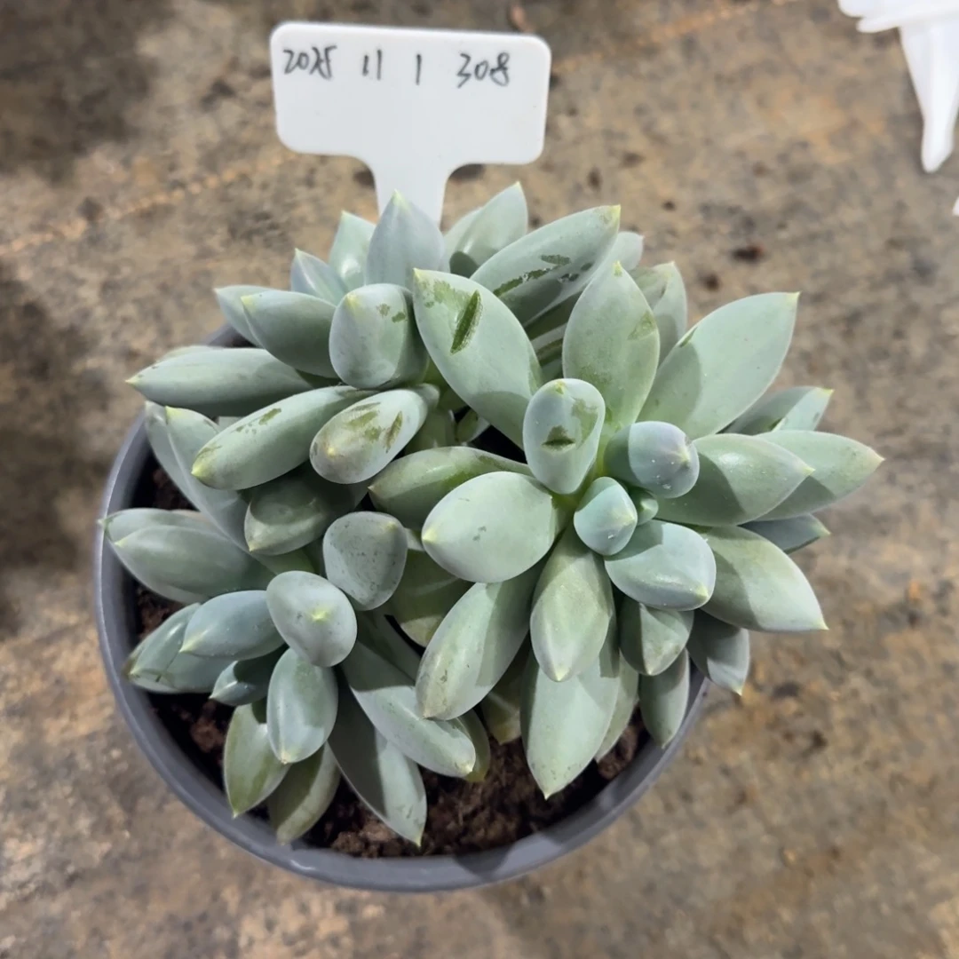 一物一拍超级胖哥特308