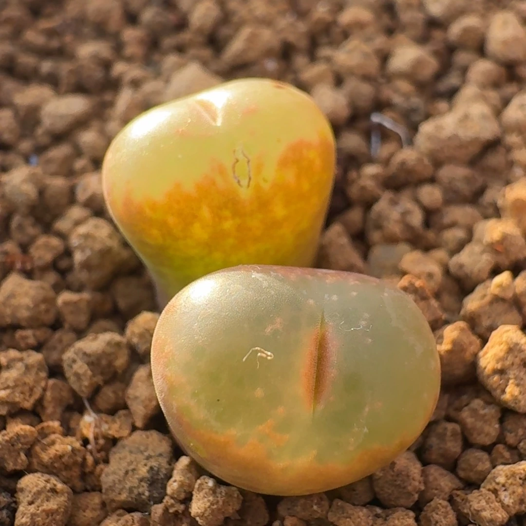 云缦精品番杏15.30全窗K勋