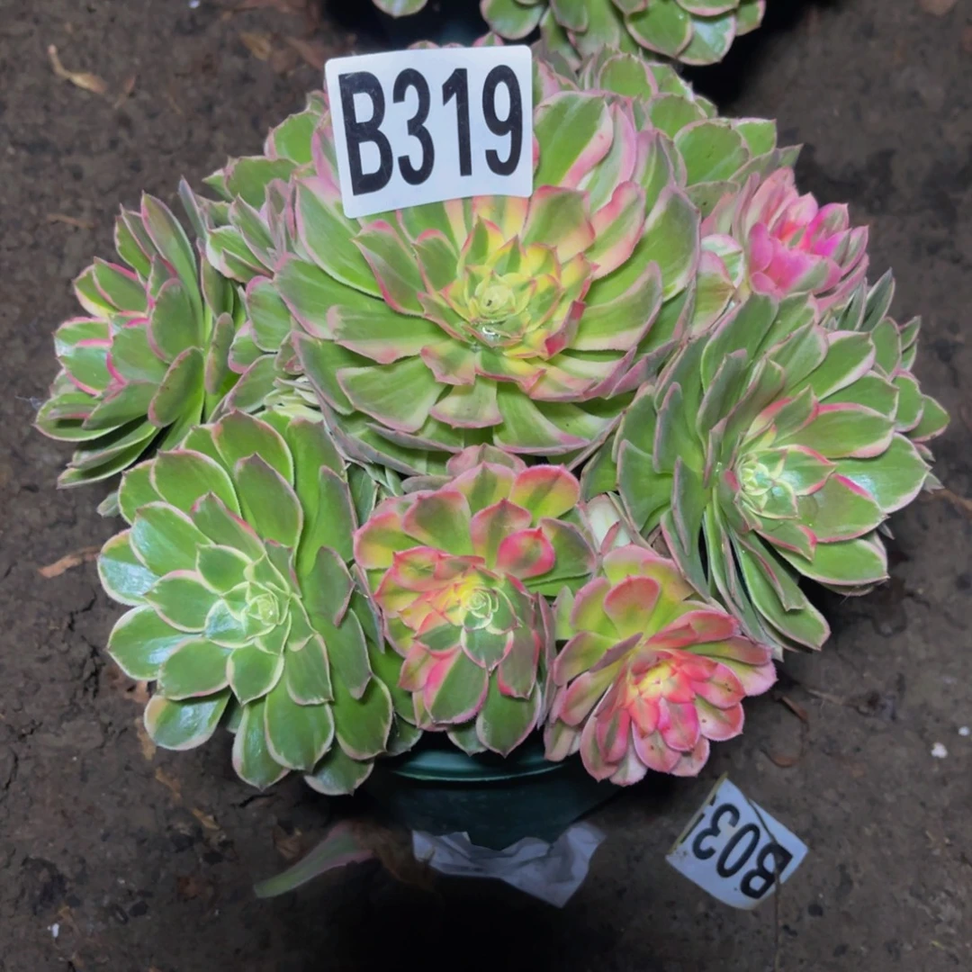 海燕法师26///17包邮