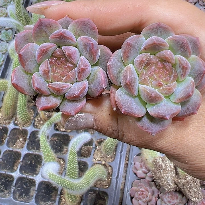 72孔琥珀送盆19包邮