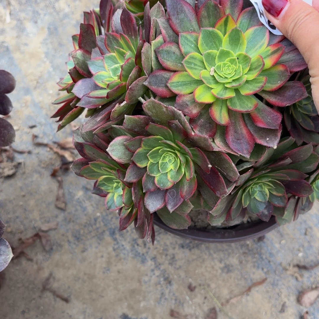 287多肉植物捧花的时候