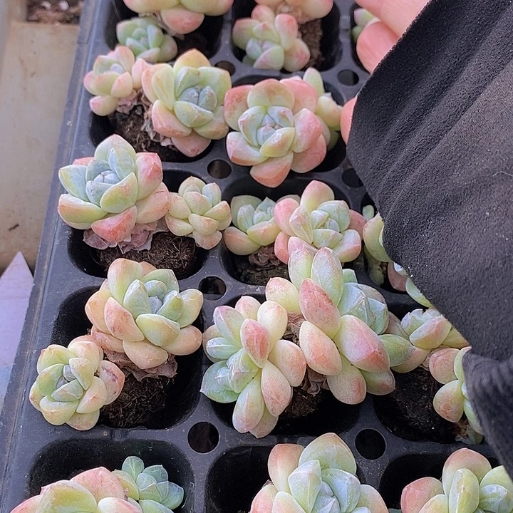 144 多肉植物盆栽植物